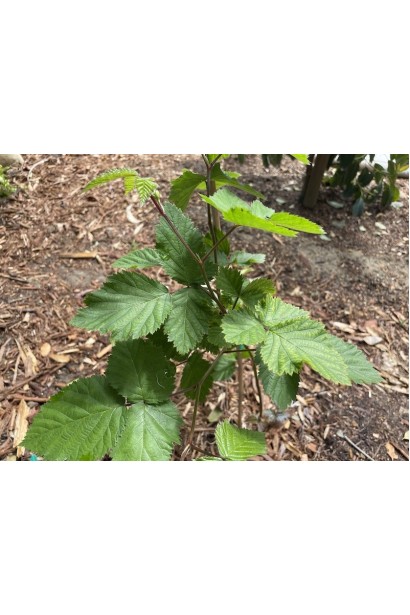 Ежевика садовая Виктория листья